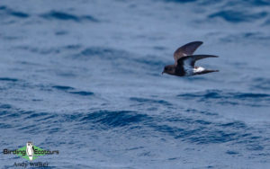 New Zealand birding tours