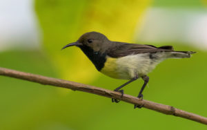 Sao Tome and Principe birding tours