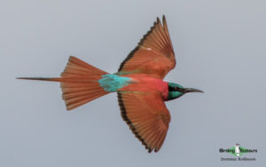Ethiopia birding tours