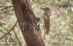 Tanzania birding tours