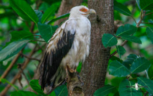 Tanzania birding tours