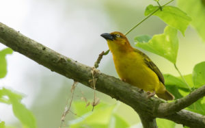 Sao Tome and Principe birding tours