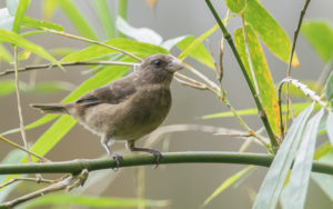 Sao Tome and Principe birding tours