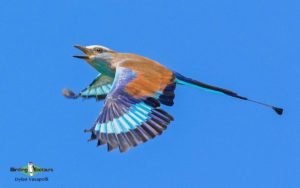 Zambia birding tours