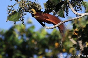 New Guinea birding tours