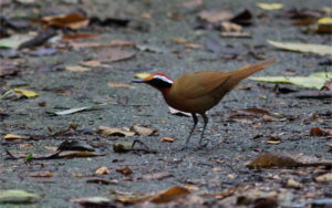 Malaysia birding tours