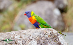 Australian birding tours