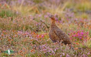 United Kingdom birding tours