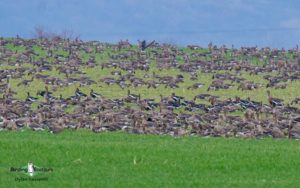 Bulgarian birding tours