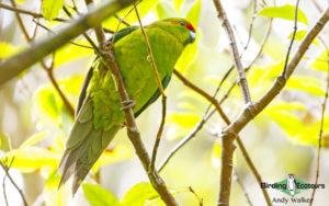 New Zealand birding tours