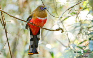 Vietnam birding tours