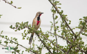 Tanzania birding tours