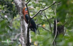 Bhutan birding tours