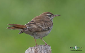 Greece birding tours