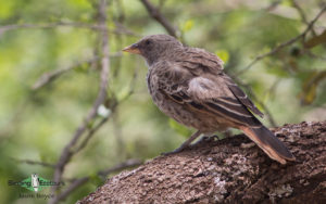 Tanzania birding tours