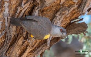 Angola birding tours