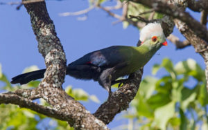 Ethiopia birding tours