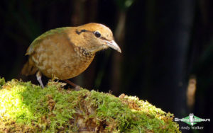 Malaysia birding tours