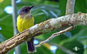 Samoa birding tours