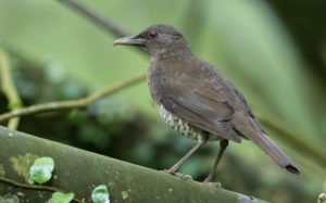 Sao Tome and Principe birding tours
