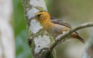 Sao Tome and Principe birding tours