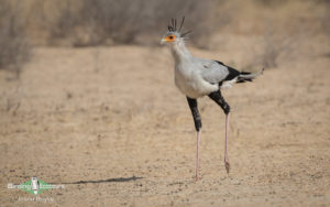Botswana birding tours