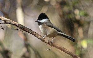 Chinese birding tours