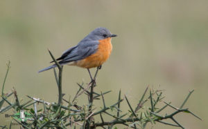 Tanzania birding tours