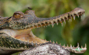 Gabon birding tours