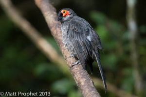 New Guinea birding tours