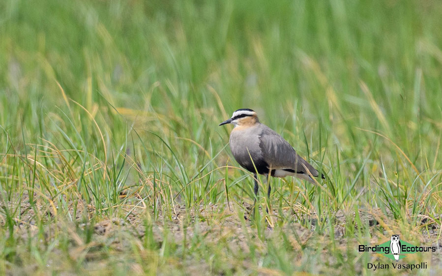 Indian birding tours