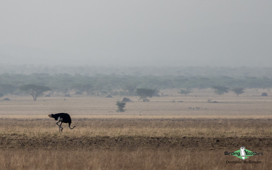 Ethiopia birding tours