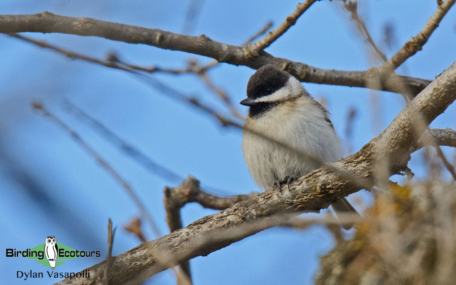 Bulgarian birding tours