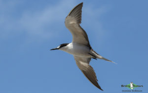 Comoros birding tours