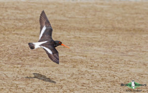 New Zealand birding tours