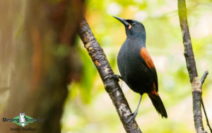 New Zealand birding tours