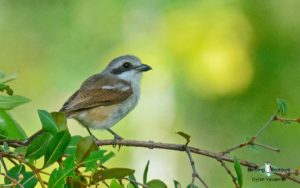 Zambia birding tours