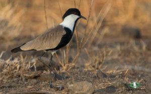 Turkey birding tours