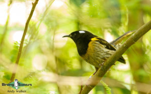 New Zealand birding tours