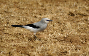 Ethiopia birding tours