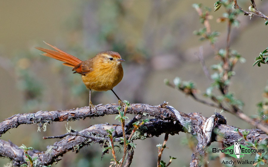 Bolivia birding tours