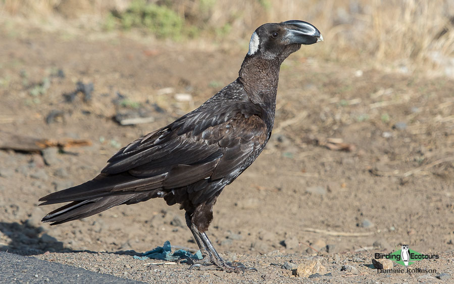 Ethiopia birding tours