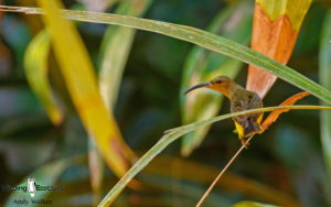 Malaysia birding tours