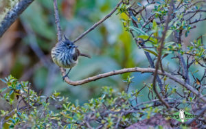 Bolivia birding tours