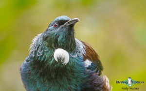 New Zealand birding tours