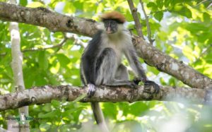 Tanzania birding tours