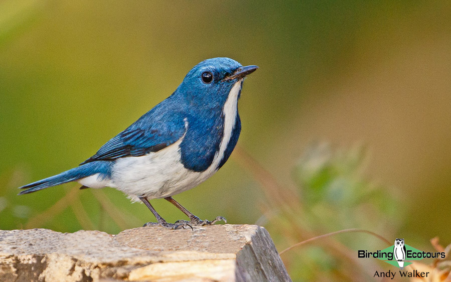 Asian birding tours