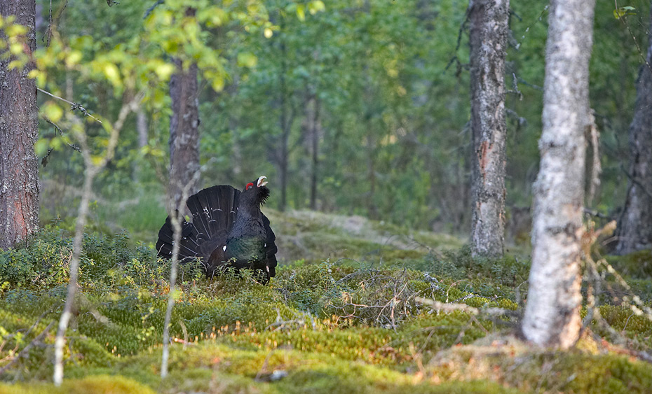 Finland birding tours