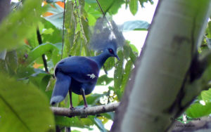 New Guinea birding tours
