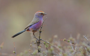 Chinese birding tours